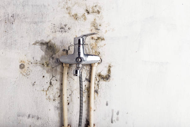 Best Residential Mold Removal  in Prince George, VA