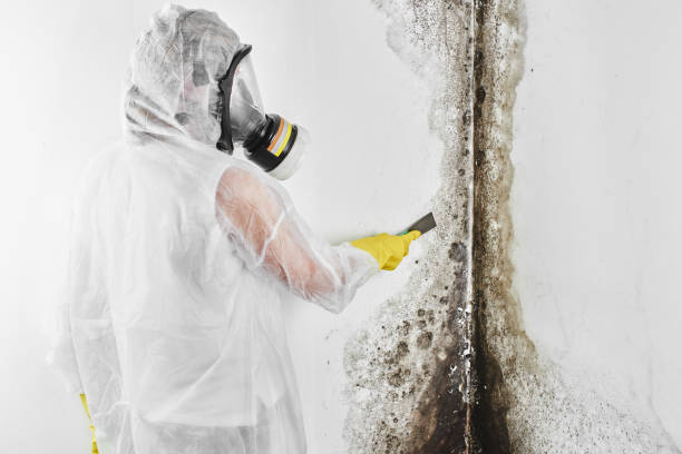 Best Office Mold Removal Services  in Prince George, VA