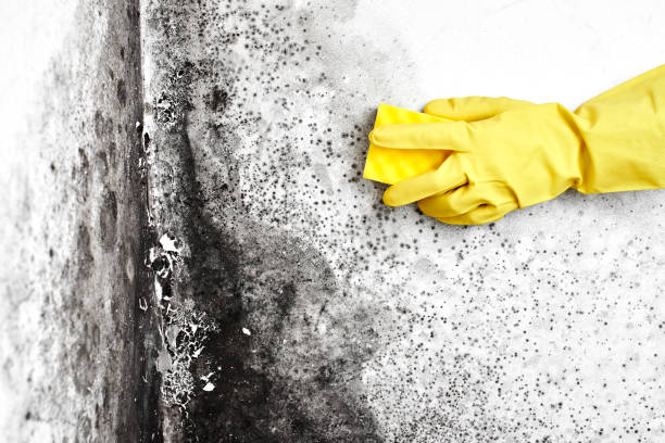 Attic Mold Removal in Prince George, VA