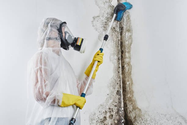 Best Mold Remediation Services  in Prince George, VA