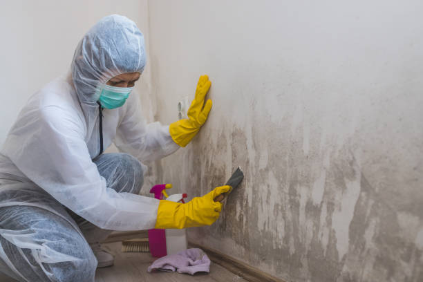 Professional Mold Removal in Prince George, VA