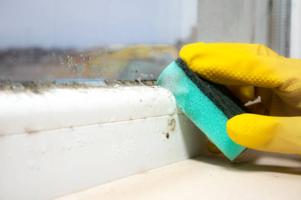 Home Mold Removal in Prince George, VA