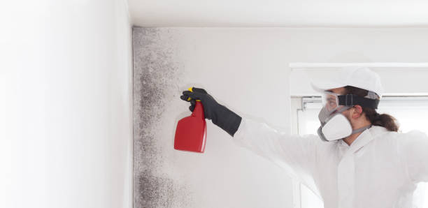 Best Black Mold Removal  in Prince George, VA