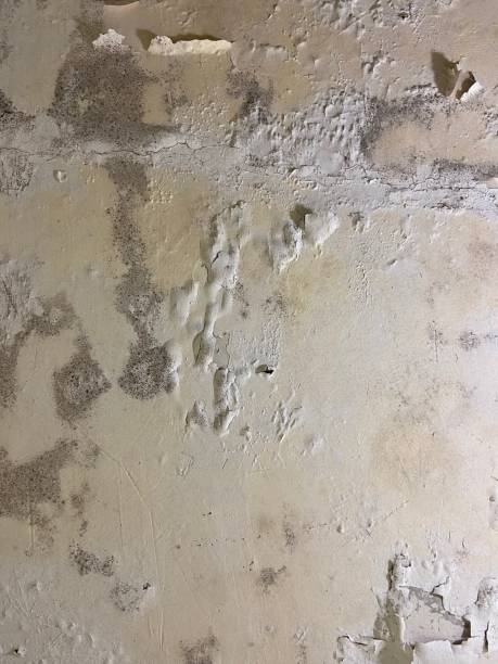 Best Mold Testing  in Prince George, VA