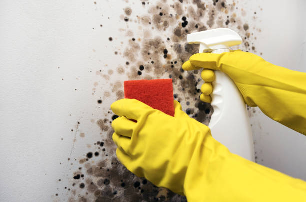 Best Affordable Mold Removal  in Prince George, VA