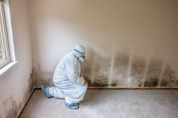 Best Fast Mold Removal  in Prince George, VA