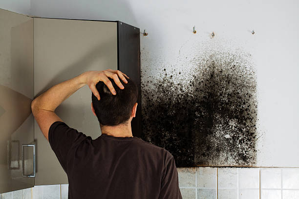 Best Commercial Mold Removal  in Prince George, VA