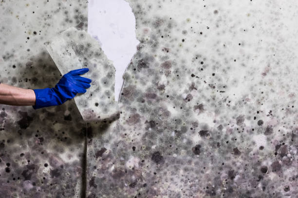 Certified Mold Removal in Prince George, VA